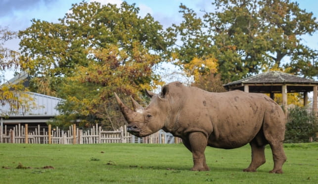 Rhinoceros at Marwell Zoo
